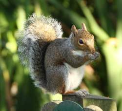 Grey-squirrel-IMG_1755
